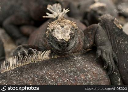 Marine iguanas (Amblyrhynchus cristatus), Punta Espinoza, Fernandina Island, Galapagos Islands, Ecuador