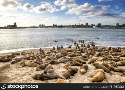 Marine landscape Mar del Plata Sea sea lions reserve