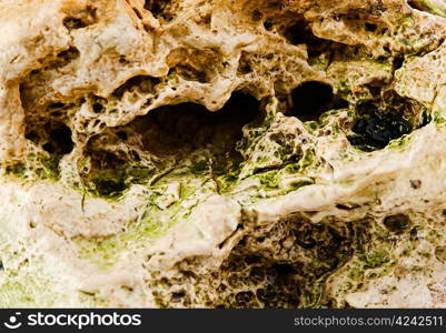 marine reef aquarium isolated on a white background