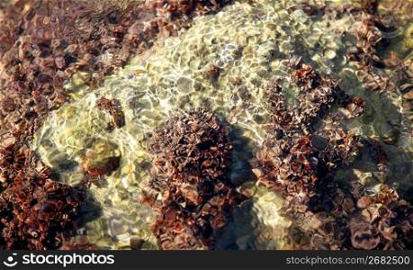 Marine rock texture detail on docks, barnacle