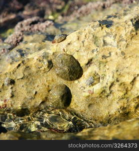 Marine rock texture detail on docks, barnacle