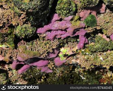 Marine sponge, porifera. purple marine sponge in the rocky intertidal of east australia