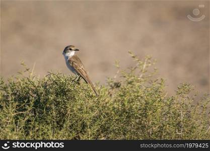 Mariqua Flycatcher standing on a shrub in Kgalagadi transfrontier park, South Africa; specie family Melaenornis mariquensis of Musicapidae. Mariqua Flycatcher in Kgalagadi transfrontier park, South Africa