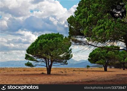 "Maritime Pines on a Sardinian beach. "Su Barone" beach in Orosei and Maritime Pines, Sardinia, Italy"
