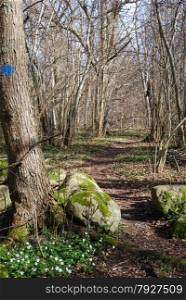 Marked trail through a deciduous forest at springtime.