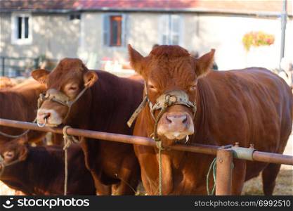 Market in French Limousin with brown Limousine cows