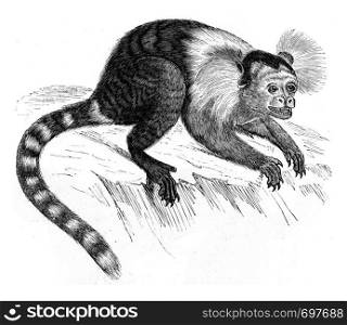 Marmoset, vintage engraved illustration. Zoology Elements from Paul Gervais