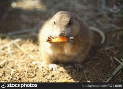 marmot eating