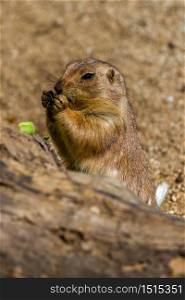 Marmot eating something green leaf