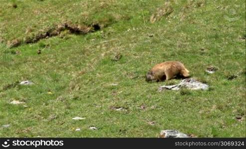 Marmot in Spain