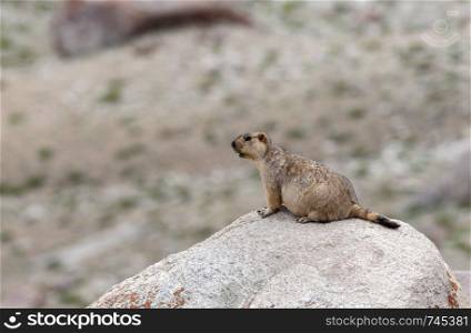 Marmot large squirrel, Ladakh, India.. Marmot large squirrel, Ladakh, India