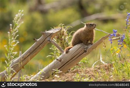 Marmot out from den looking around on a log