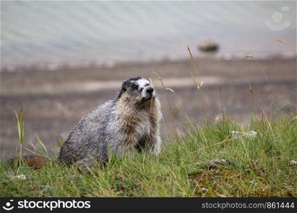 Marmot sits at the edge of the road