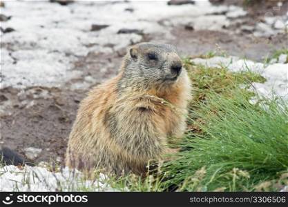 marmot standing on a snow covered meadow