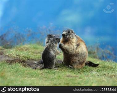 Marmot with Young