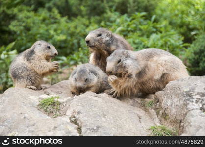 Marmots Eating In A Wildlife Park