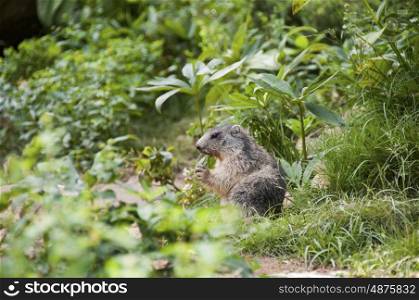Marmots Eating In A Wildlife Park