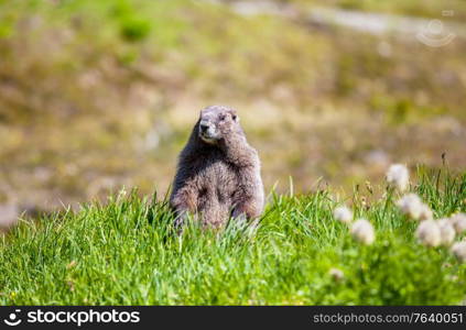 Marmots on meadow in summer mountains, wild nature in North America