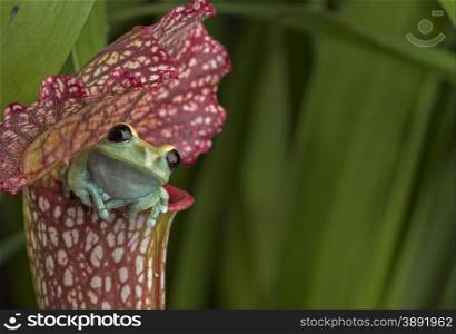 Maroon Eyed Tree Frog on Red Pitcher Plant