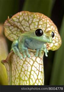 Maroon Eyed Tree Frog on White Pitcher Plant