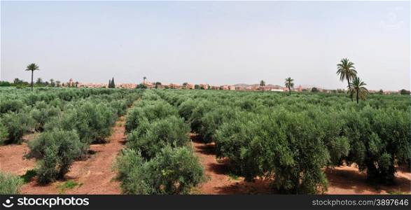 marrakech city morocco panorama and menara garden olives