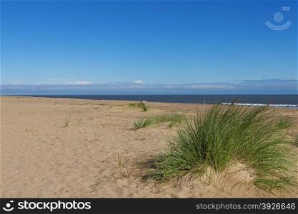 Marram Grass (Ammophila Arenaria) on a beach on the East Coast of the UK