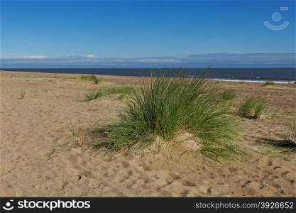 Marram Grass (Ammophila Arenaria) on a beach on the East Coast of the UK