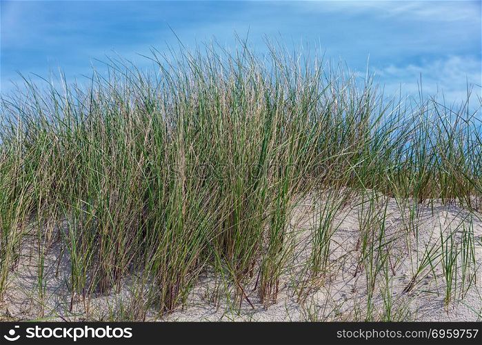 Marram grass at Dune, island near Helgoland, Germany. Marram grass at Dune, German island near Helgoland