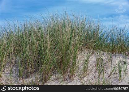 Marram grass at Dune, island near Helgoland, Germany. Marram grass at Dune, German island near Helgoland