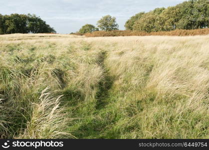 Marram grass in a dune landscape in the Netherlands.