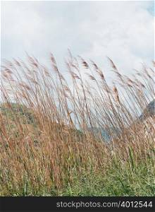 Marram grass in the wind