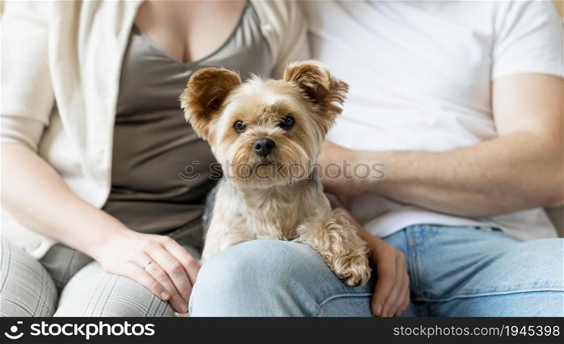 married couple their dog. High resolution photo. married couple their dog. High quality photo