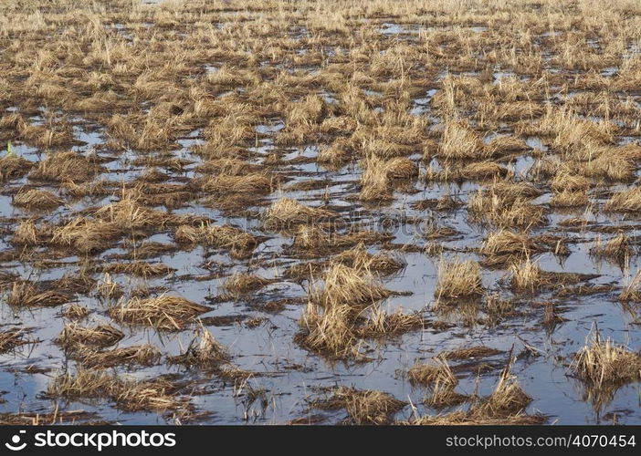 Marsh