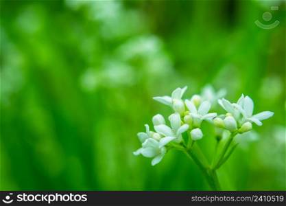 Marsh-bedstraw flowers and green leaves for close-up, spring view