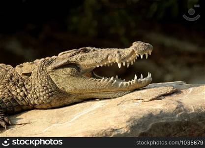 Marsh crocodile, Crocodylus palustris, Ranganathittu Bird Sanctuary, Karnataka, India.. Marsh crocodile, Crocodylus palustris, Ranganathittu Bird Sanctuary, Karnataka, India