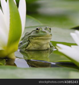 Marsh frog sits on a green leaf among white lilies on the lake