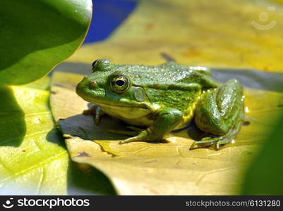 Marsh frog sits on a yellow leaf among waterlilies in the pond