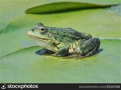 Marsh frog sitting among green leaves of water lilies