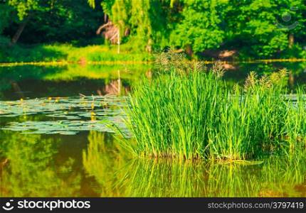 marsh grass and water lilies in the lake