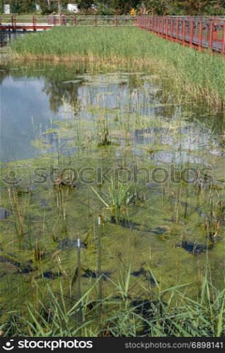 Marsh: Green Plants Wetlands inside Park, Nature Theme