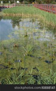 Marsh: Green Plants Wetlands inside Park, Nature Theme
