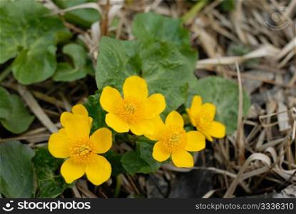 Marsh Marigold (Caltha palustris) spring on the banks of the stream.
