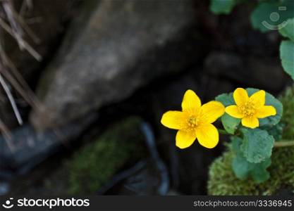 Marsh Marigold on the out of focus background