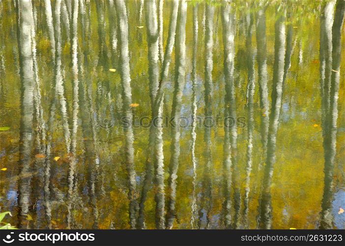 Marsh of autumn tint