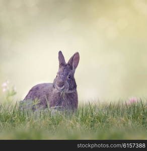 Marsh Rabbit Eating Green Grass