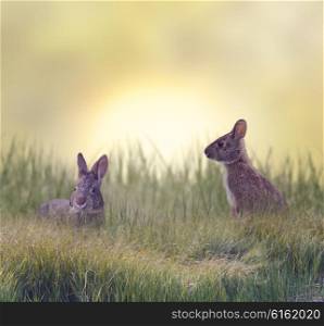 Marsh Rabbits Eating Green Grass