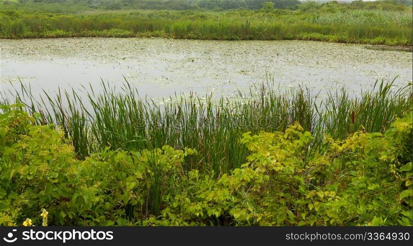 Marshland landscape with blooming white lillies.