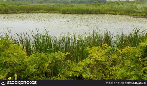 Marshland landscape with blooming white lillies.