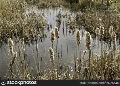 Marshland with Typha latifolia, better known as broadleaf cattail or Bulrush, landscape.