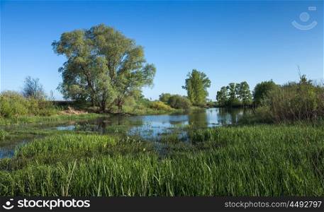 marshy lake in the countryside